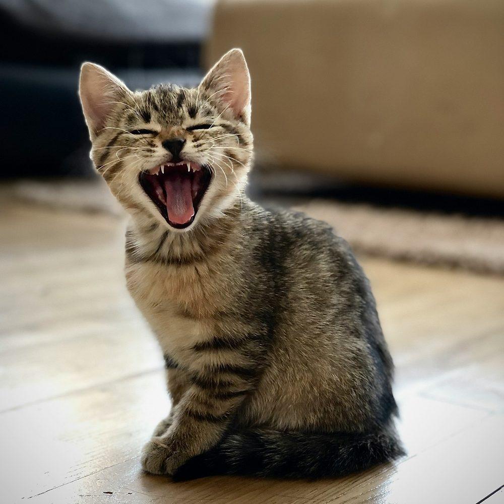 Tabby kitten meowing loudly