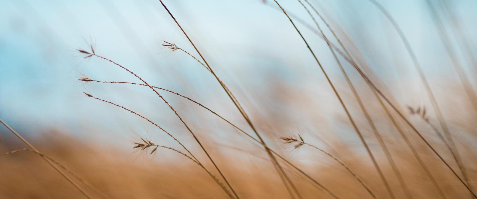 Calm field scene